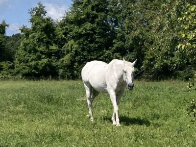 Fair Haven Farms